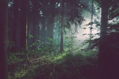 Mist through the cedars of a Pacific Northwest forest